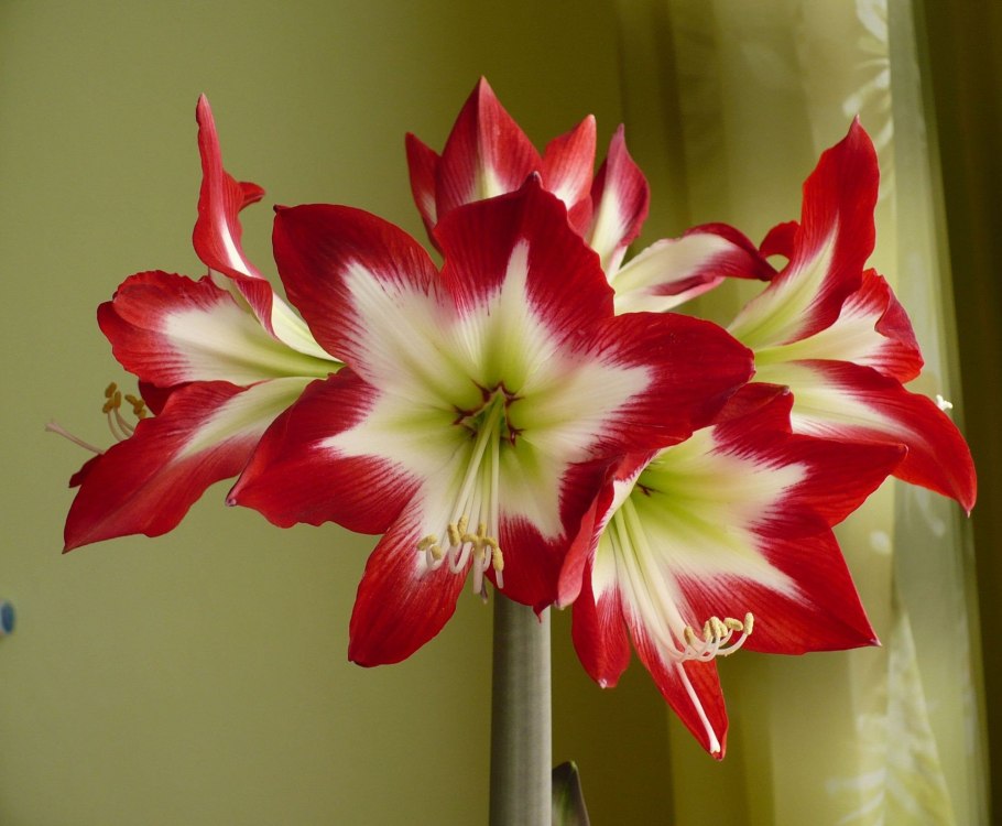 Hippeastrum Red Lion