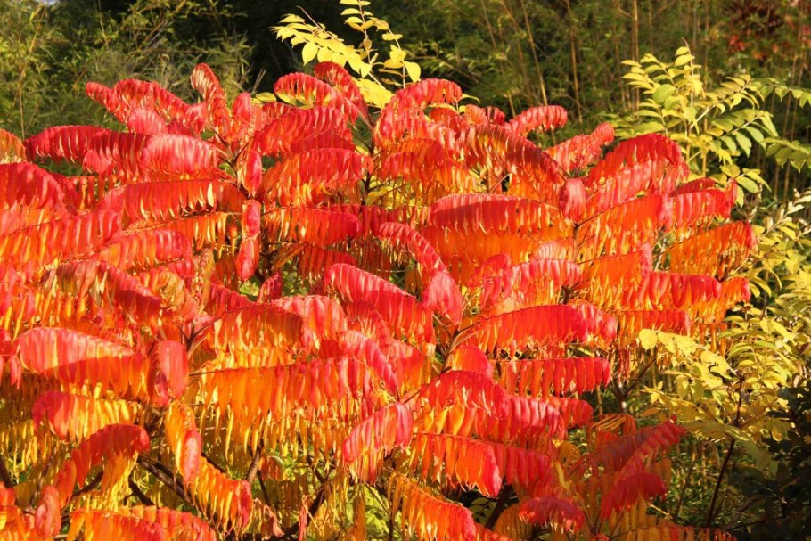 Сумах оленерогий, пушистый, уксусное дерево (Rhus typhina).