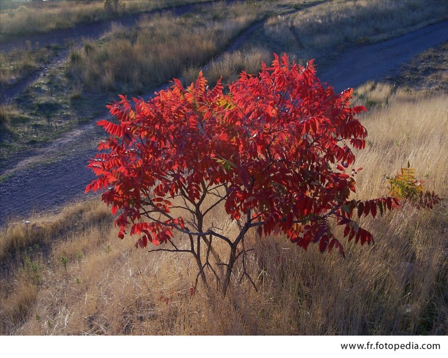 Сумах голый, лат. Rhus glábra