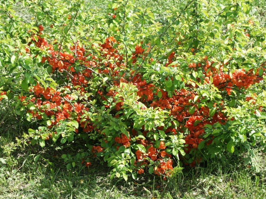 Хеномелес японская айва кустарник