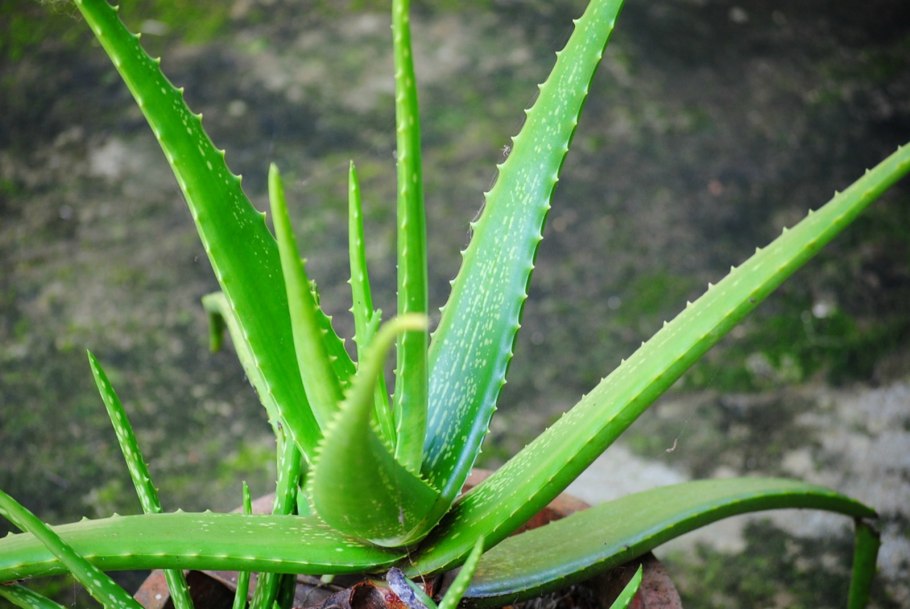 Алоэ Вера Aloe Vera