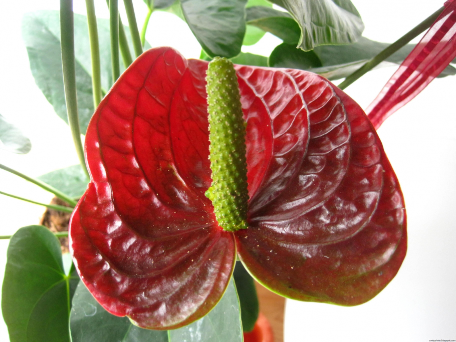 Хойя (Hoya)