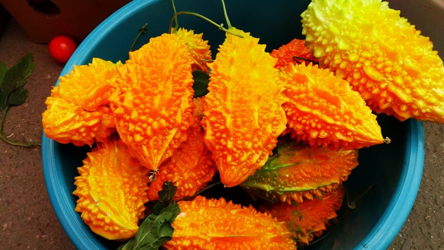 Момордика харанция