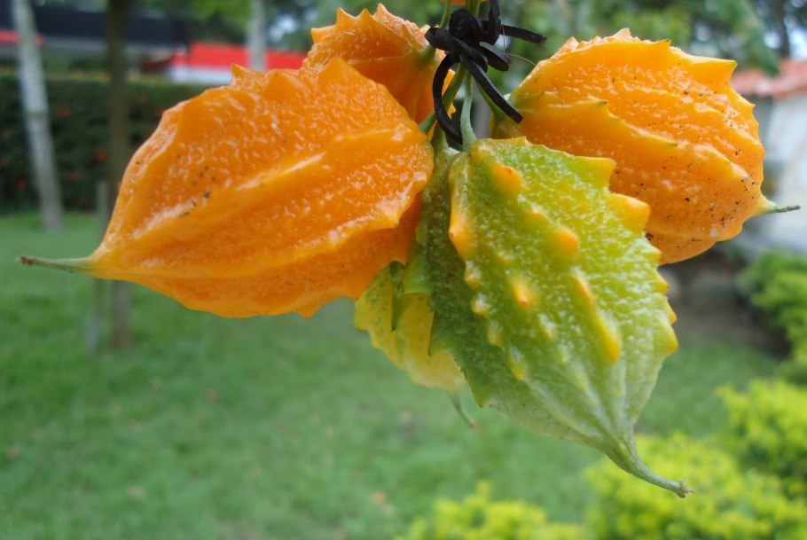 Горький огурец момордика