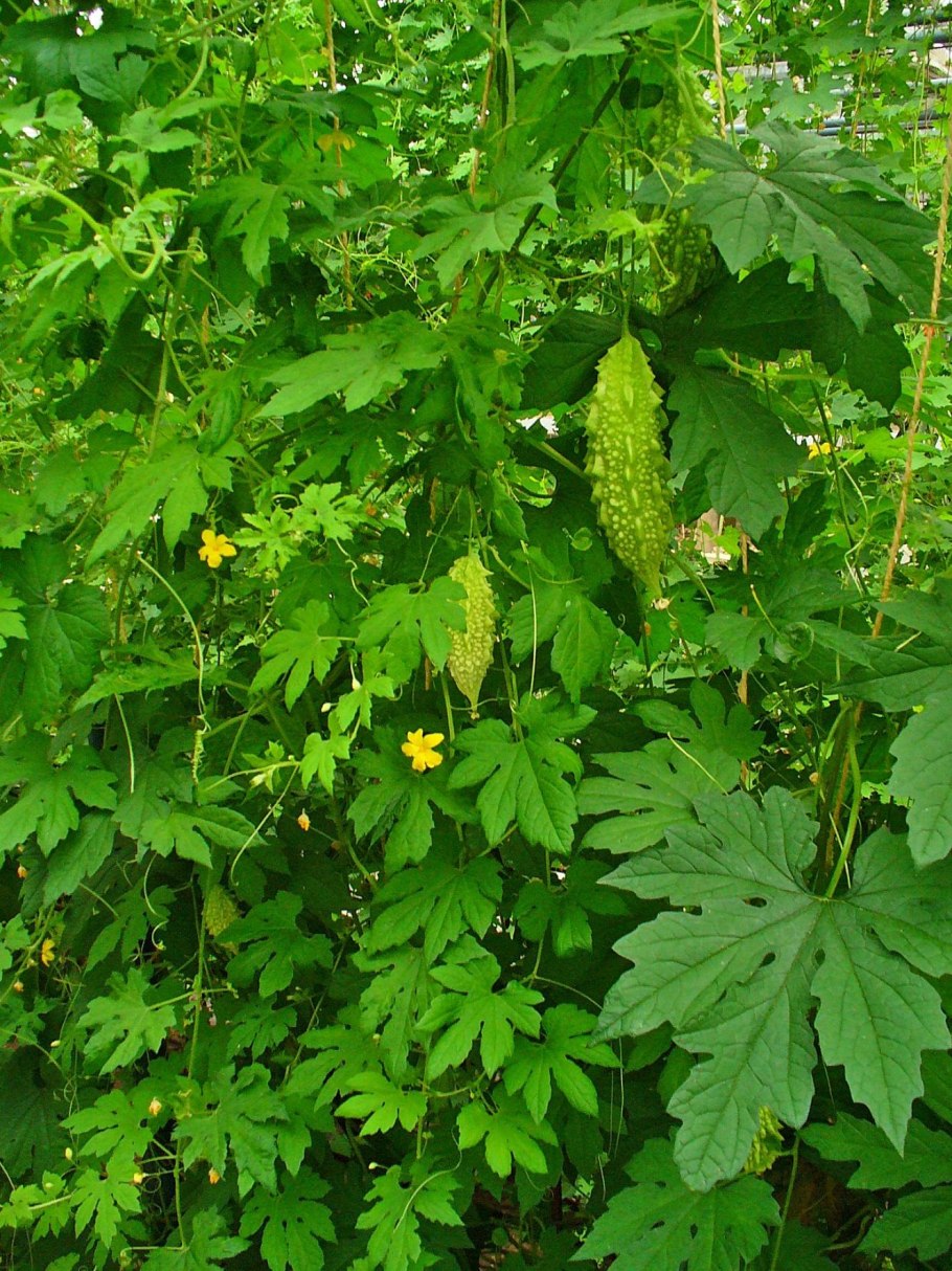 Момордика харанция плод