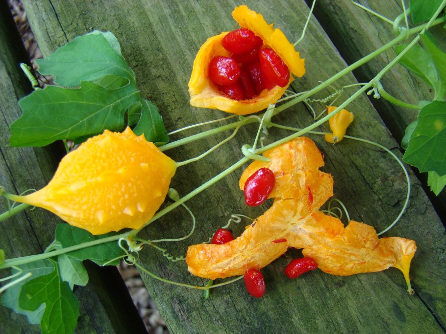 Индийский гранат момордика