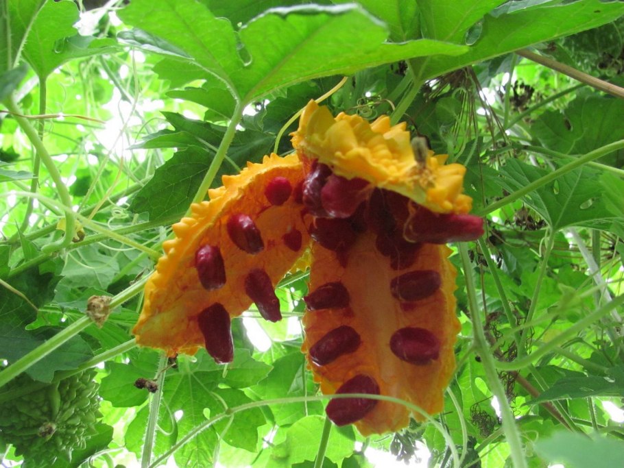 Момордика харанция (Кудрет нары)