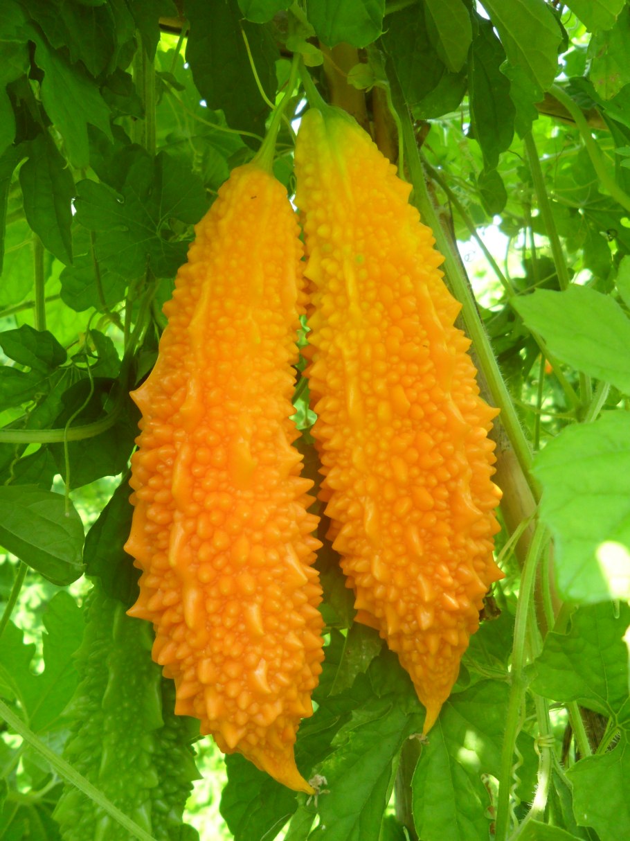 Южный фрукт момордика