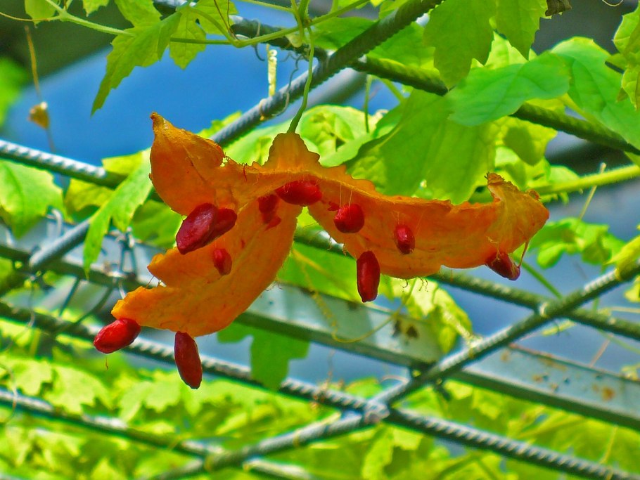 Момордика семена