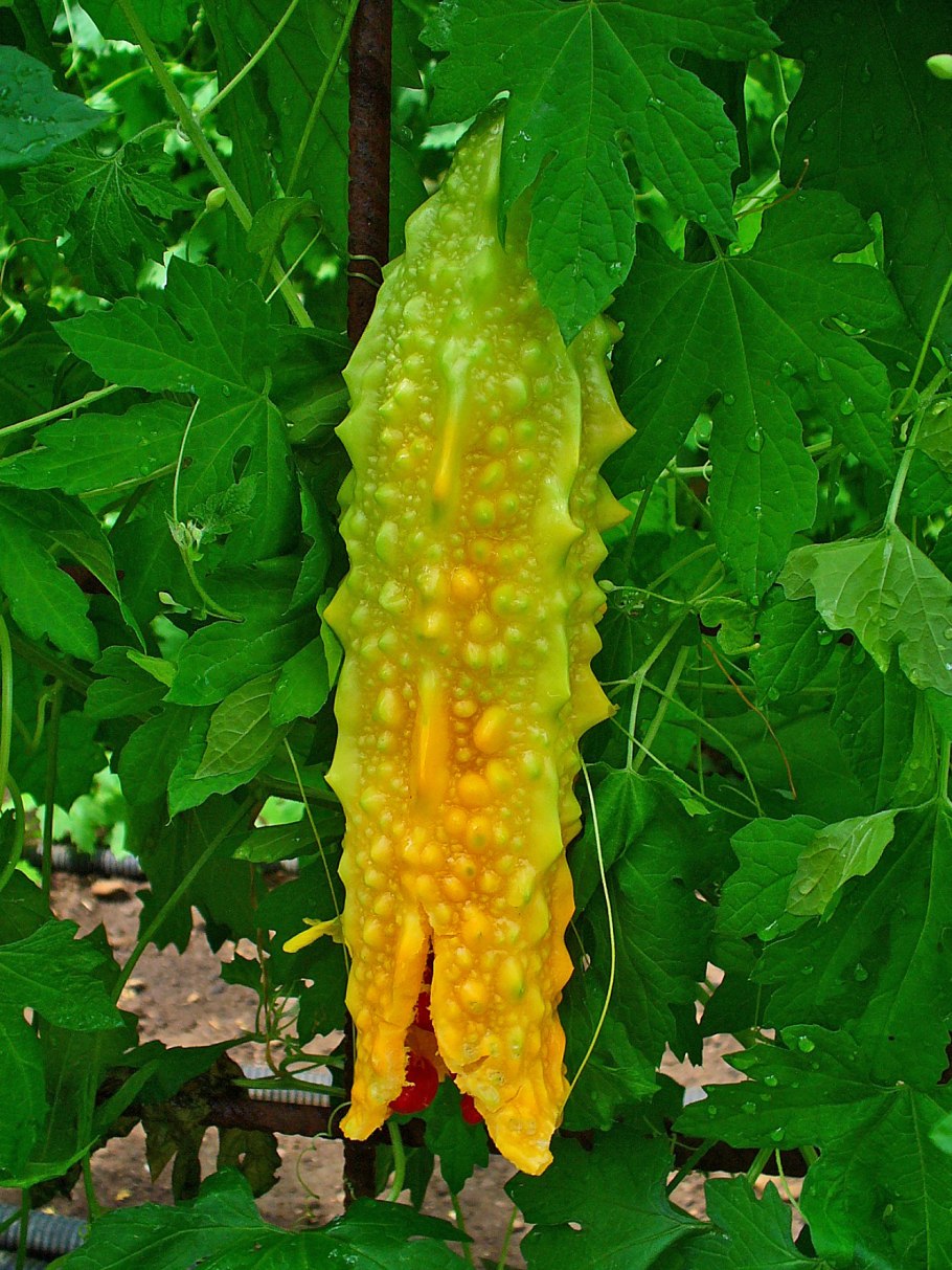 Момордика харанция