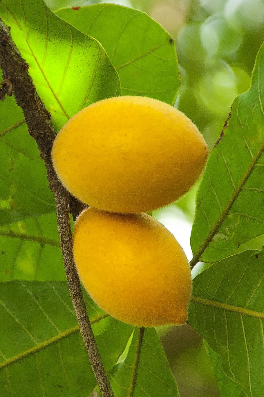Экзотические фрукты желтого цвета