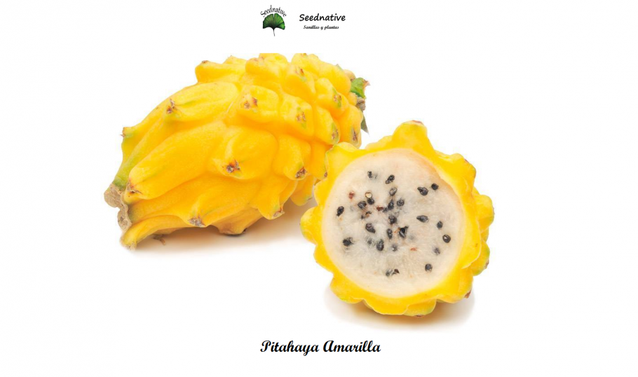 Питахайя драконий фрукт желтый