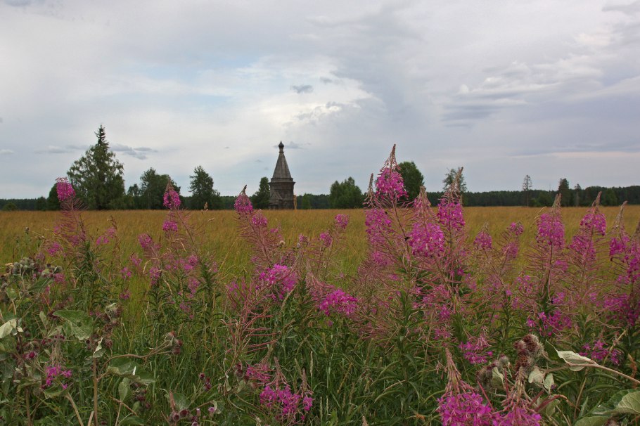 Чабрец (тимьян травы)