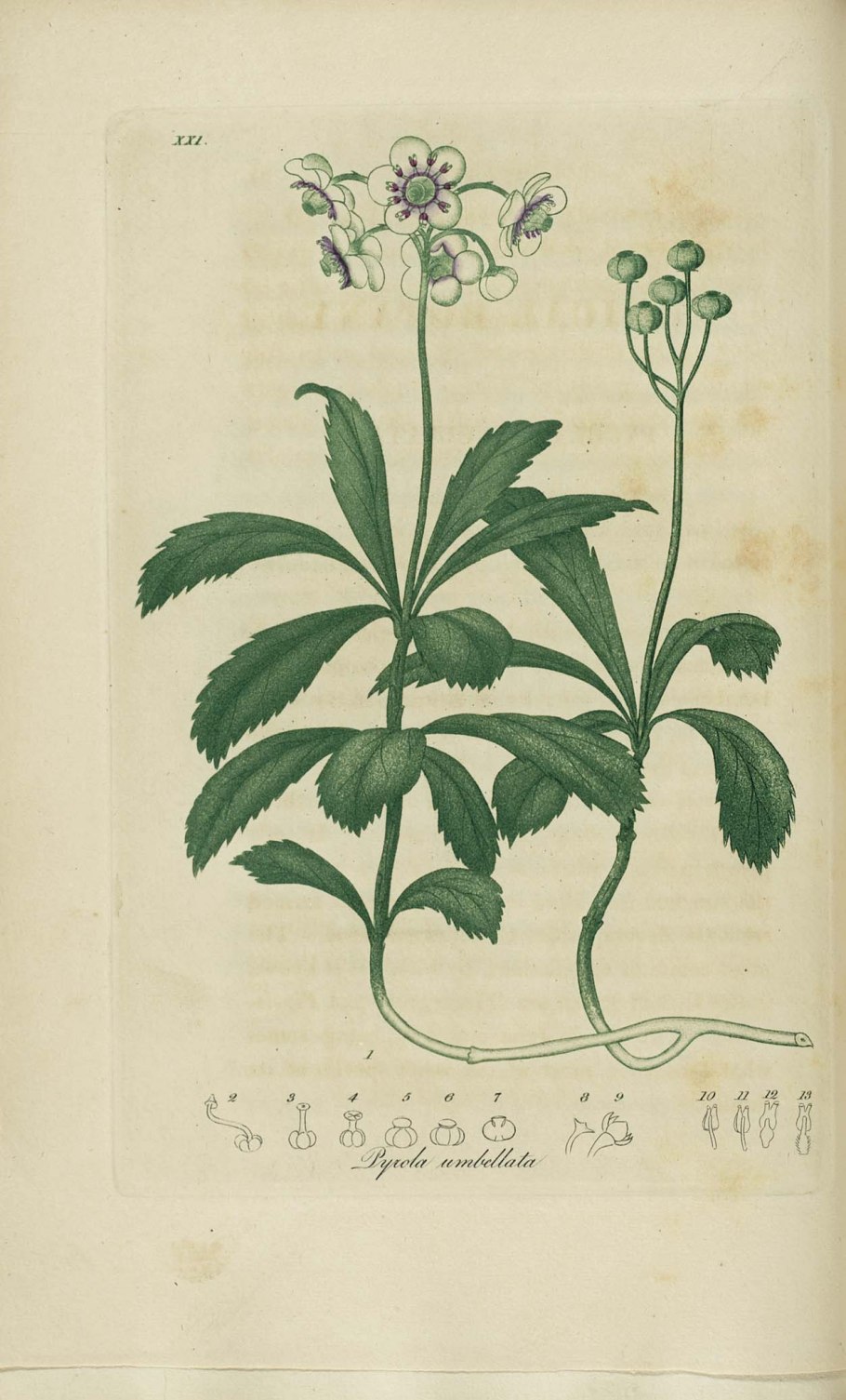 Морошка, клюква, брусника, водяника