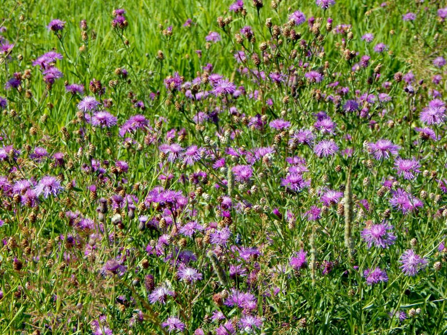 Лапчатка прямостоячая калган