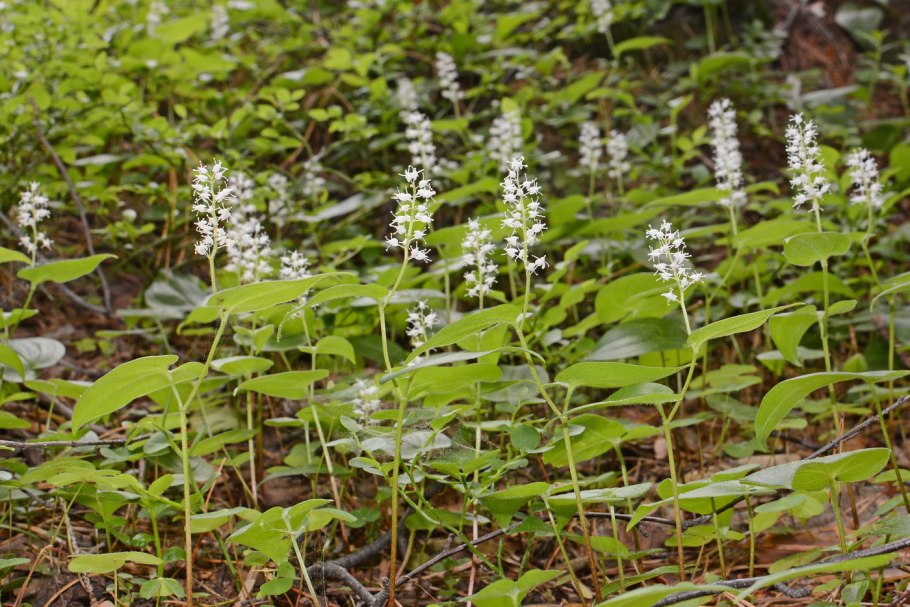 Растения Архангельска