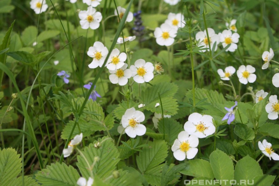 Подорожник Крашенинникова