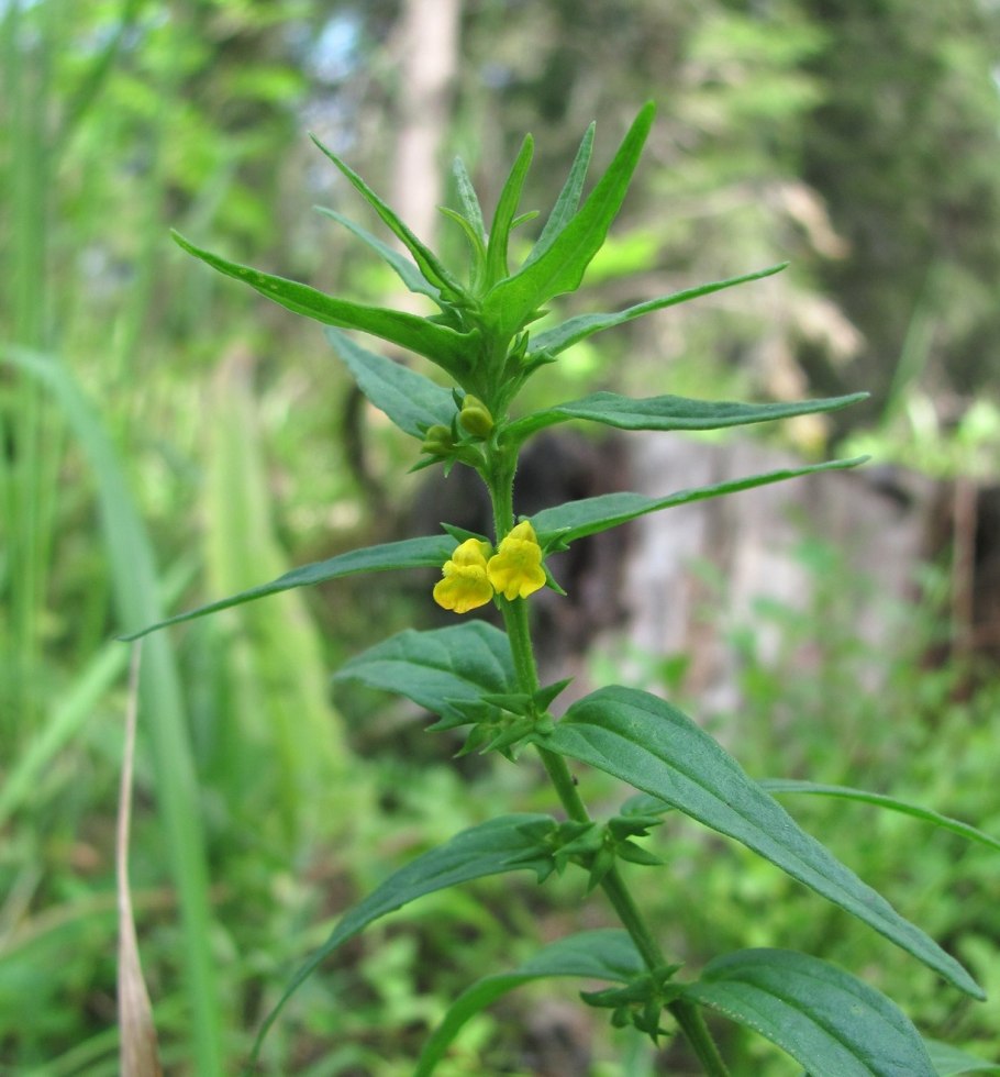 Melampyrum sylvaticum