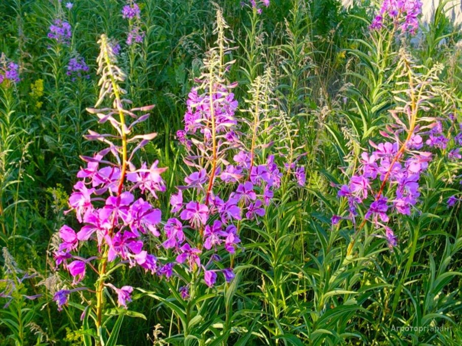 Ягода черная Болотная в Ленинградской области