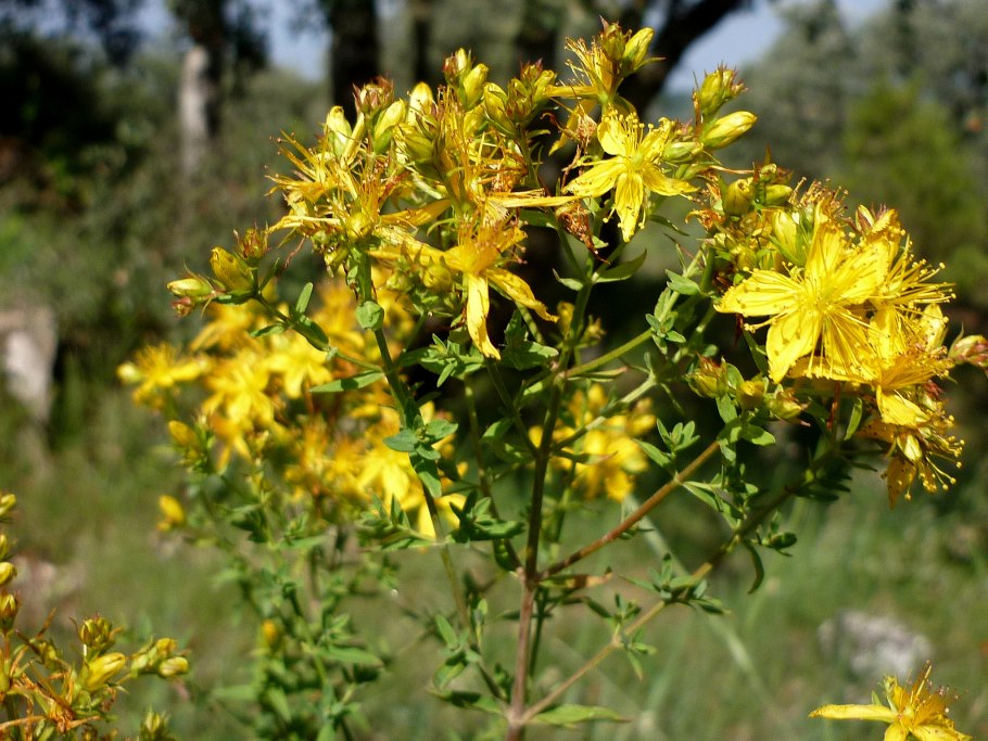 Арктическая Морошка