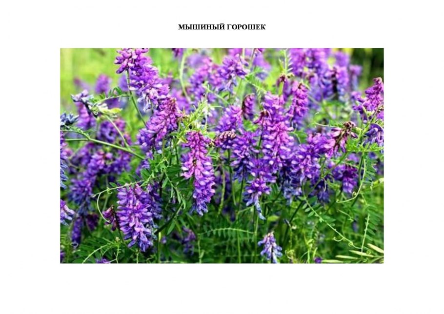 Травянистые растения Архангельска