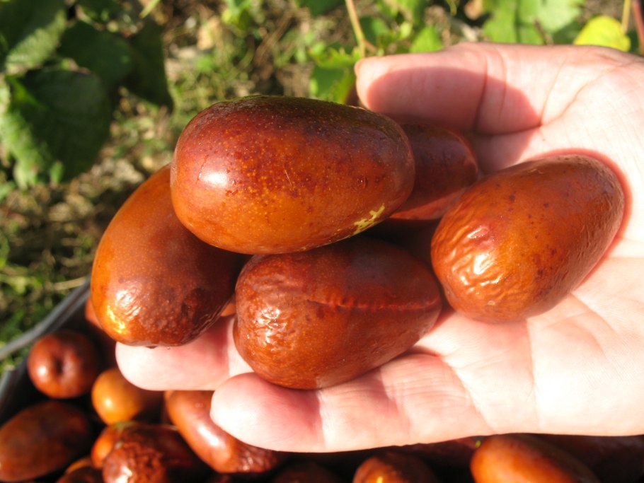 Унаби с. та-Ян-Цзяо