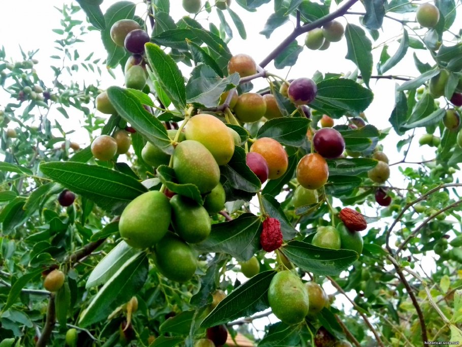 Китайский финик ююба