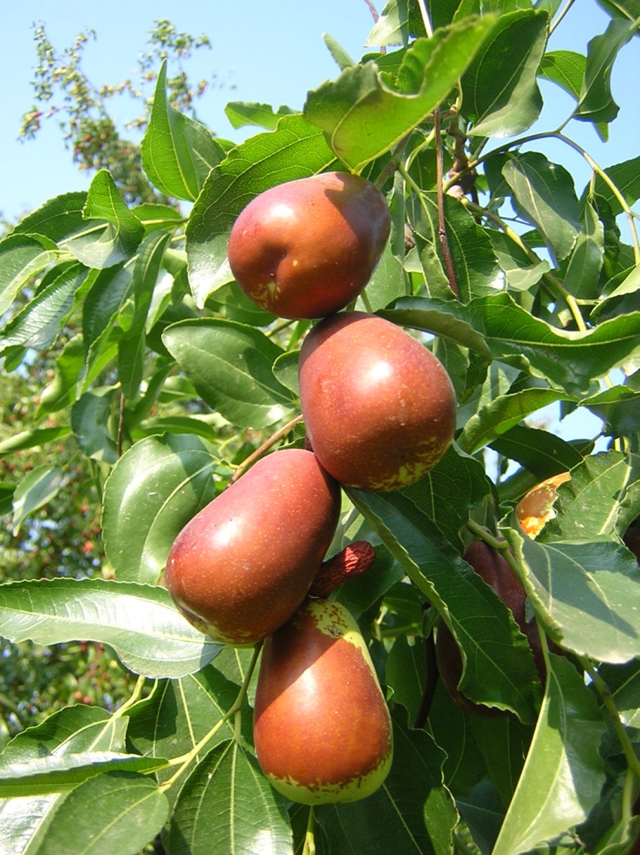 Крымский финик Зизифус