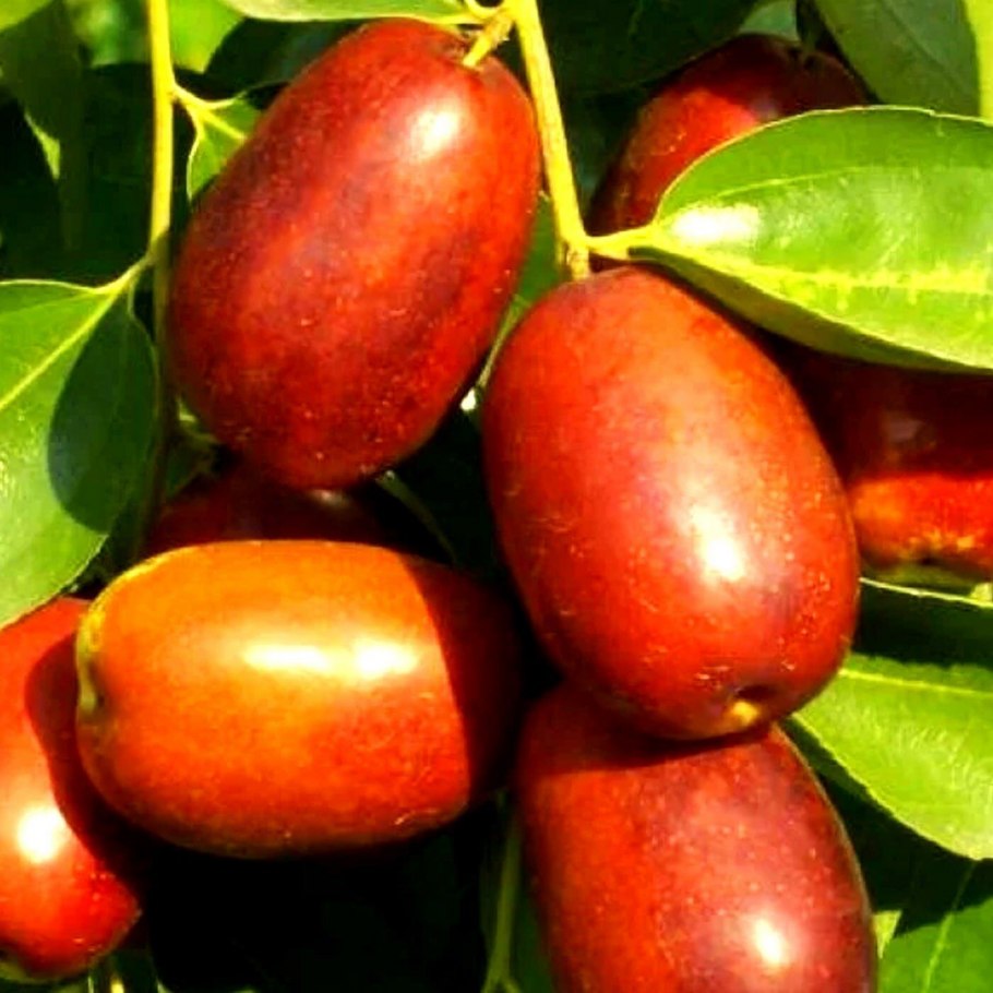 Унаби китайский финик