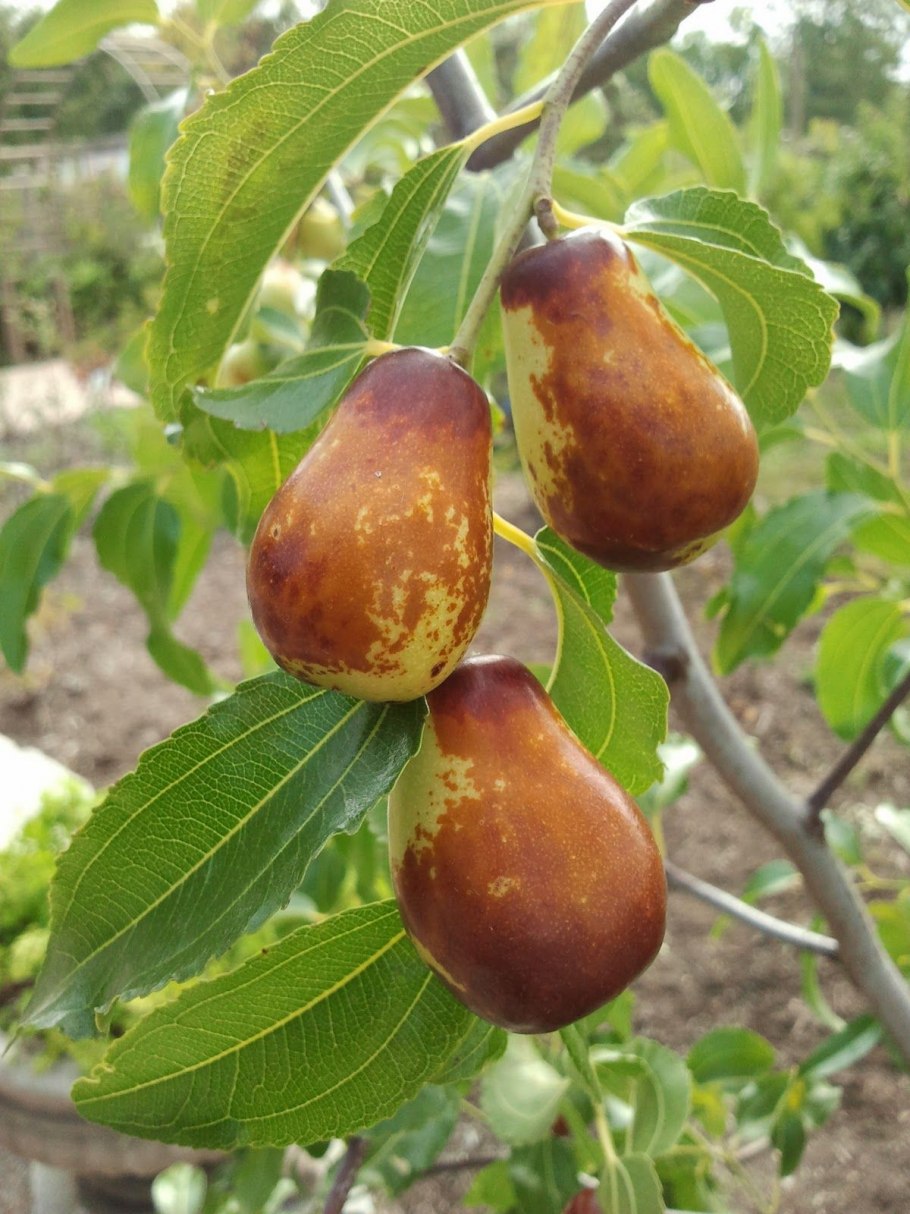 Зизифус унаби