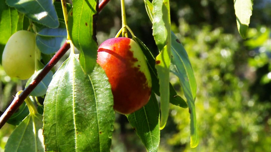 Зизифус Сочинский