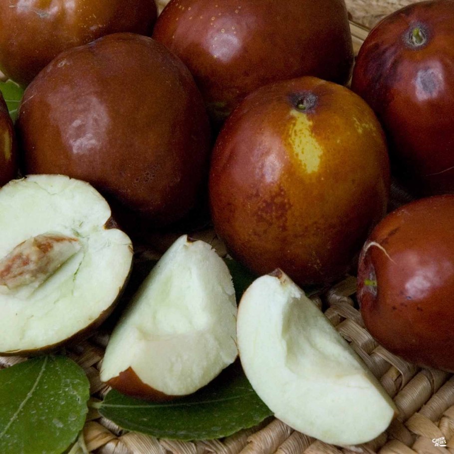 Крымский финик Зизифус