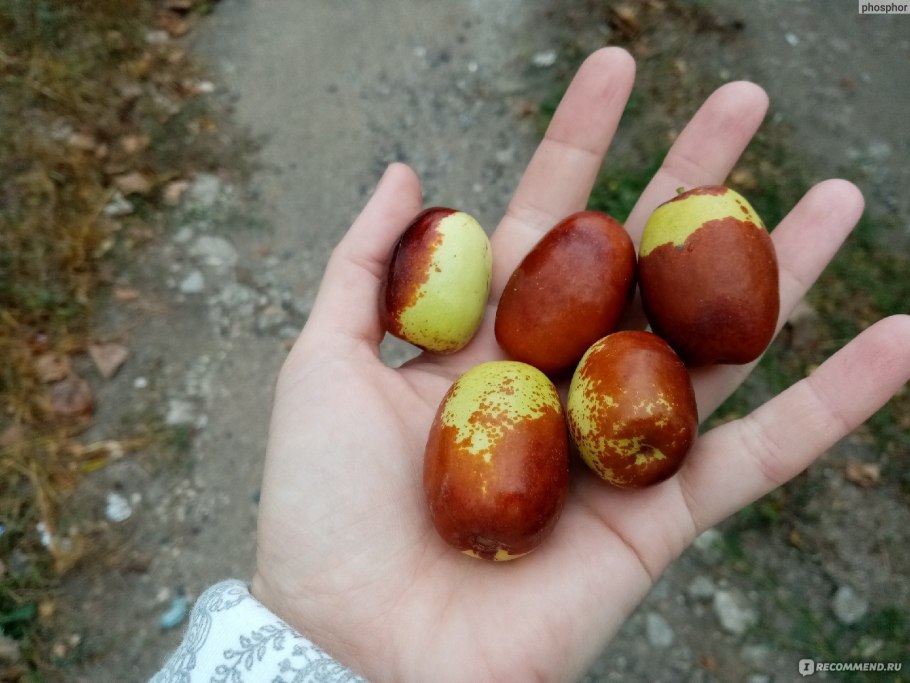 Зизифус китайский 93