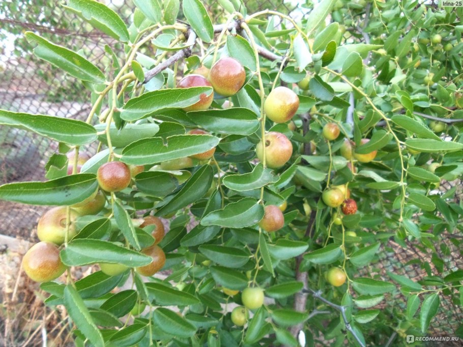 Кубанский финик унаби