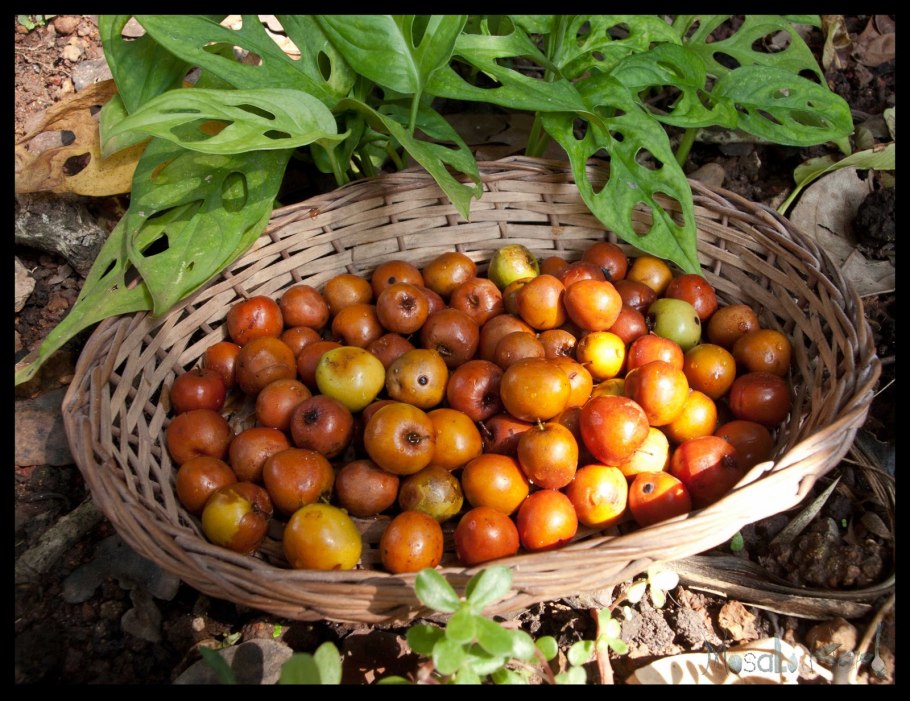 Унаби фрукт