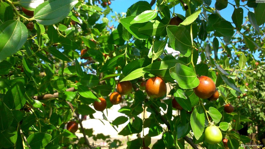 Зизифус Коктебель