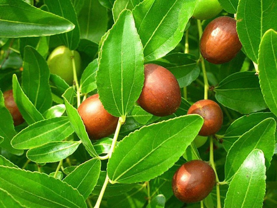 Зизифус Крымский