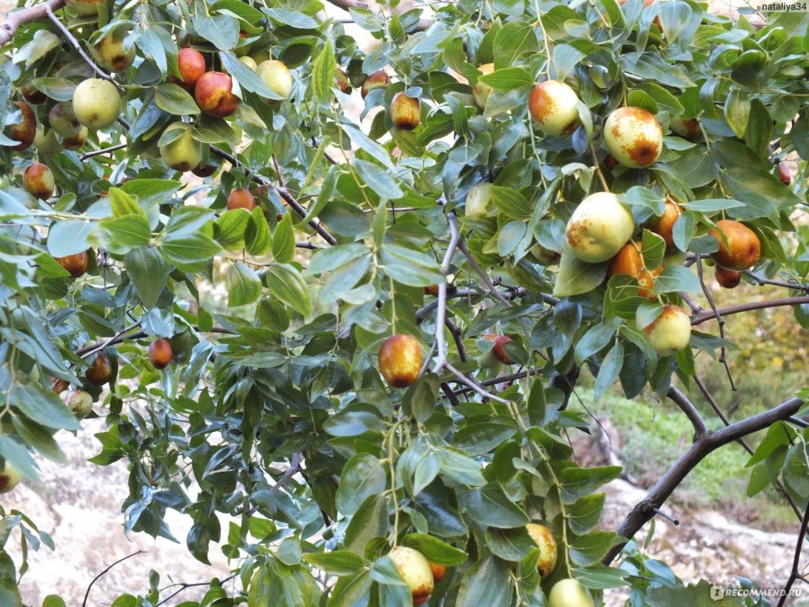 Зизифус Крымский