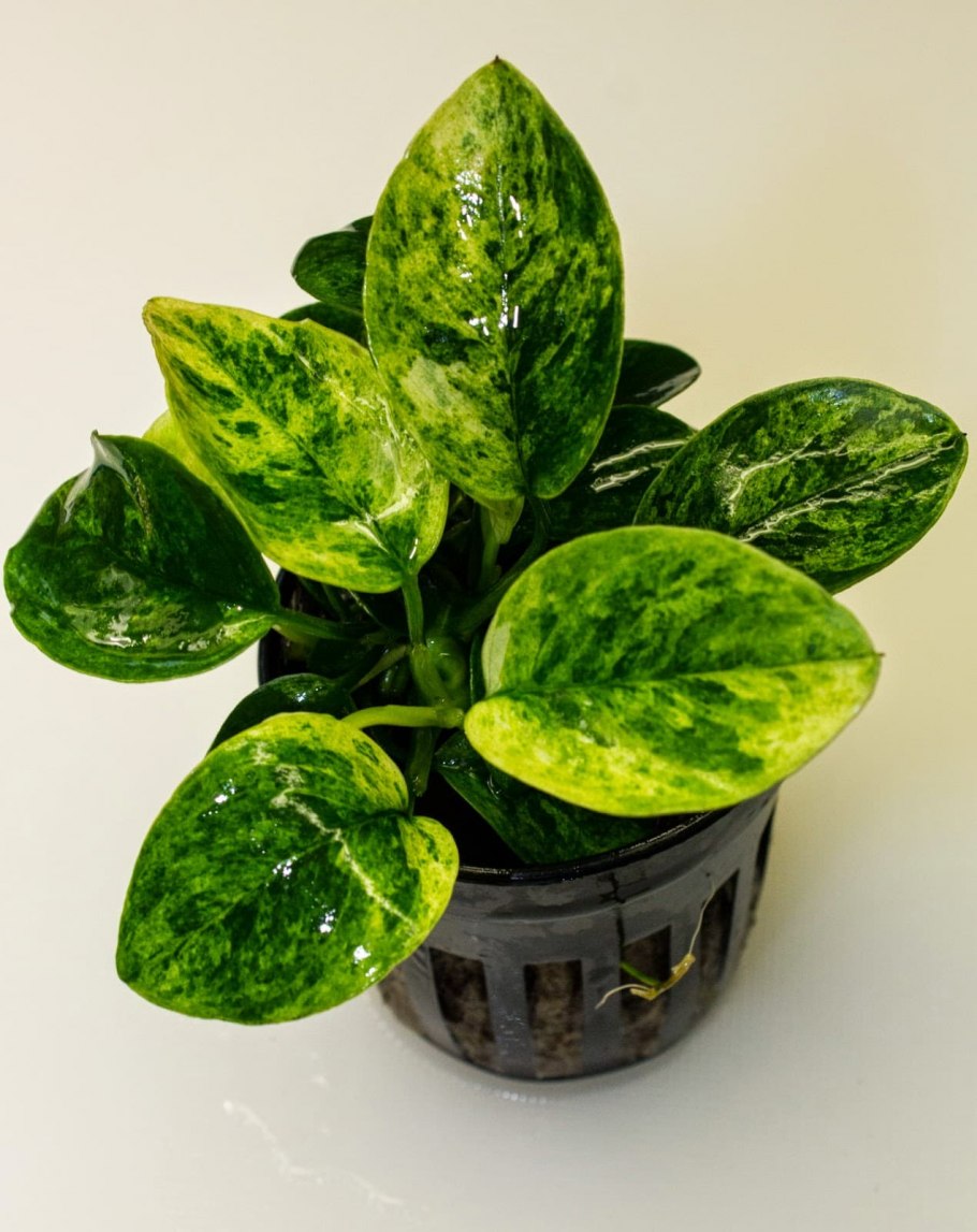 Анубиас Вариегата