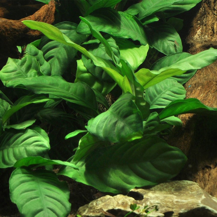 Anubias barteri