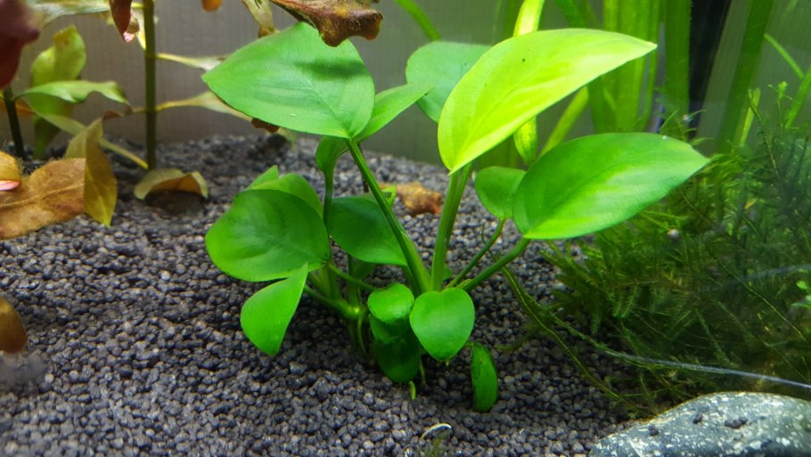 Анубиас Петит аквариумное растение