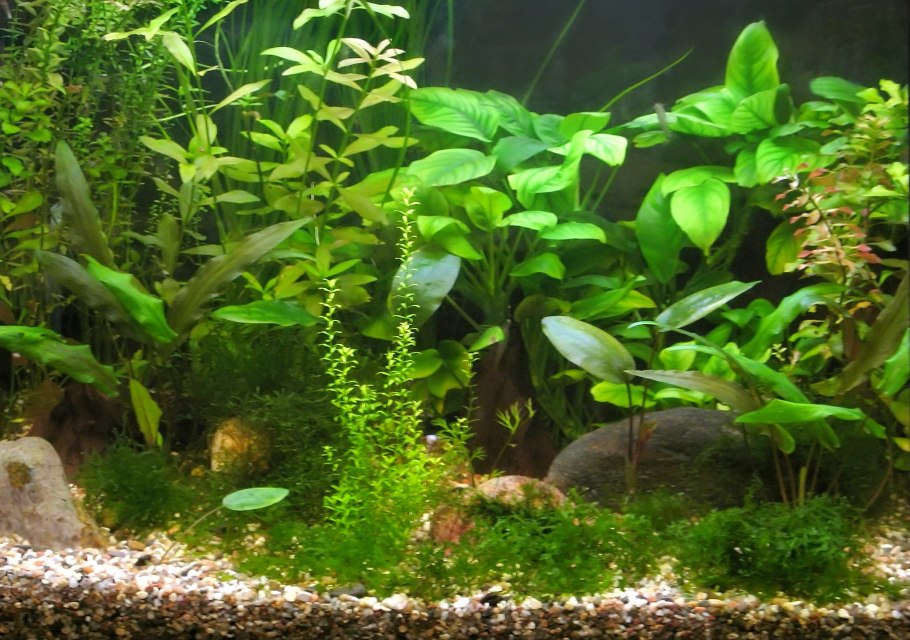 Анубиас Жилле