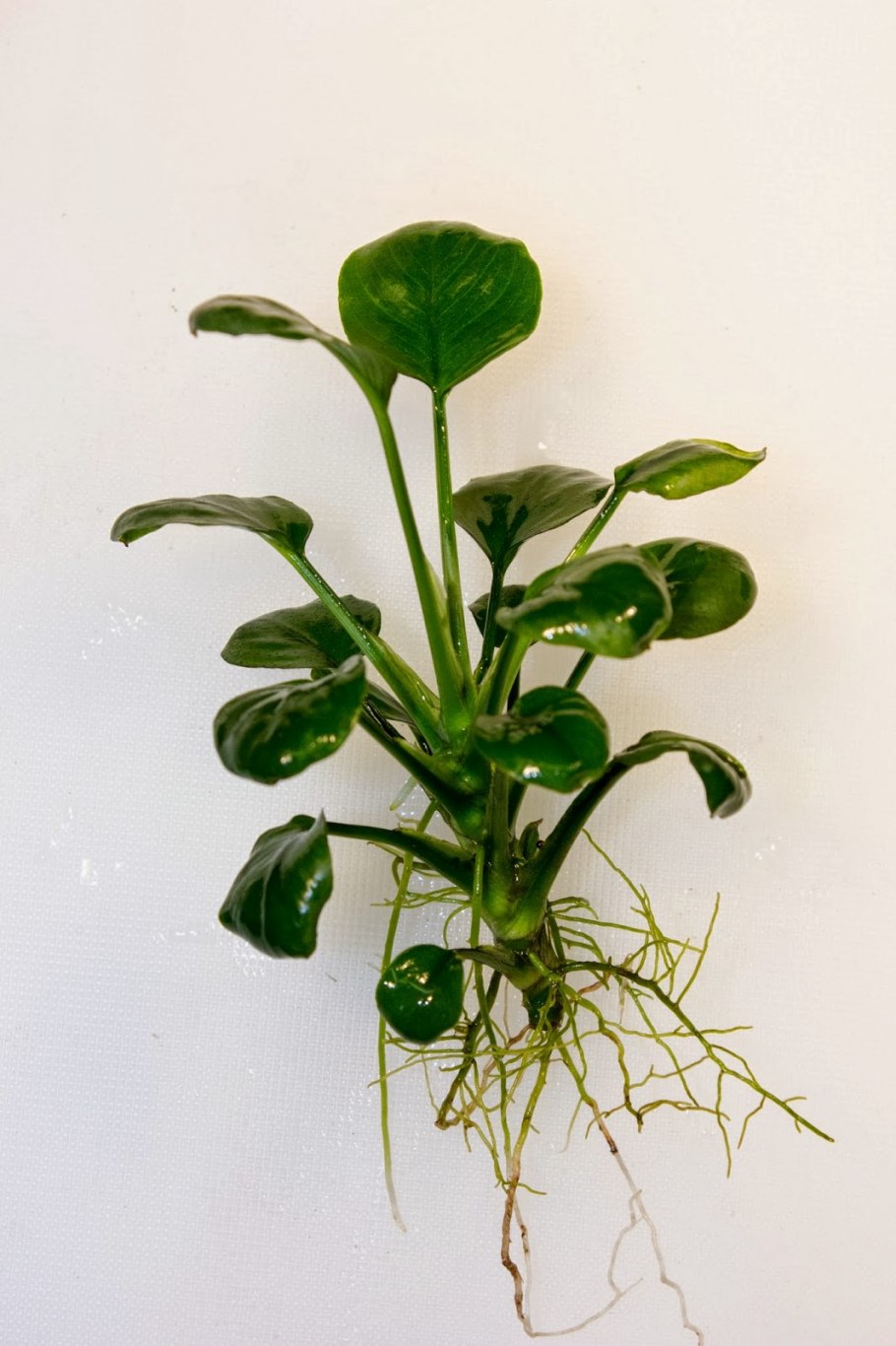 Анубиас Нана аквариумное