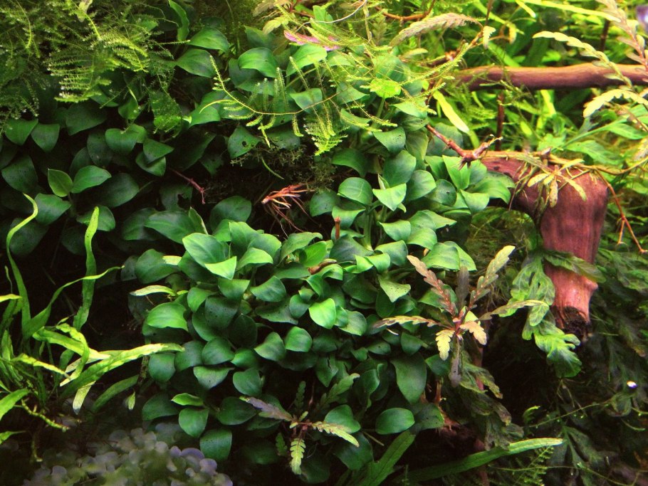 Анубиас Нана бонсай