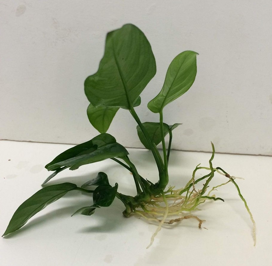 Анубиас бартера бартера