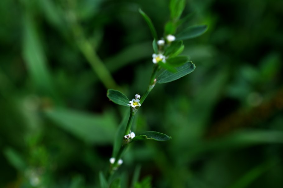 Трава горца птичьего сырье