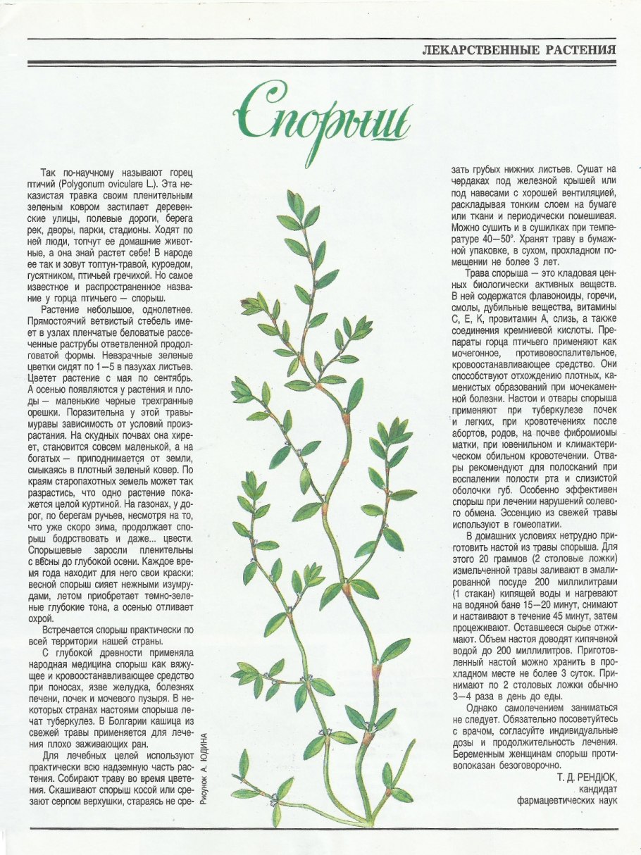 Сорняк спорыш