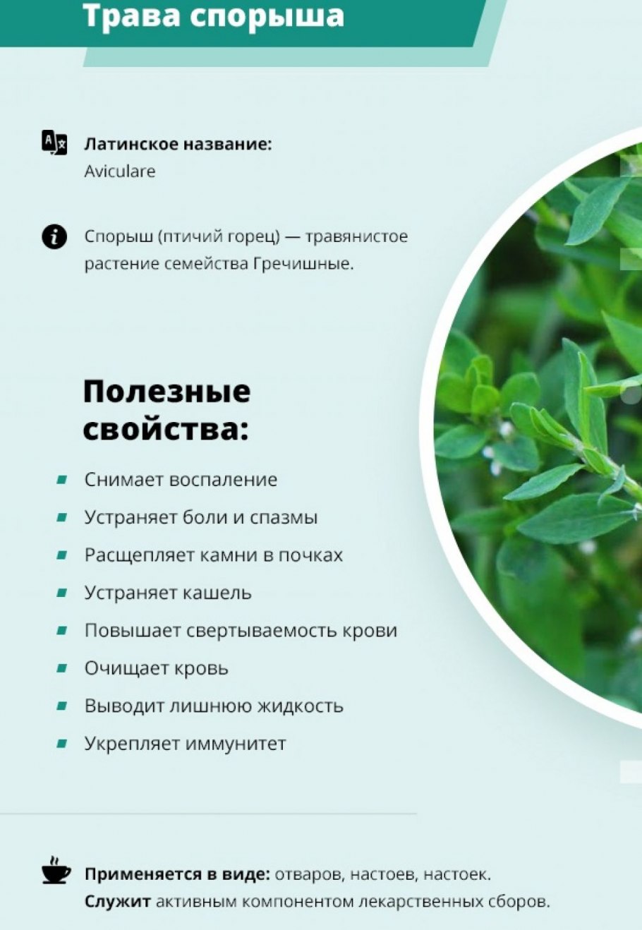 Гусиная трава спорыш