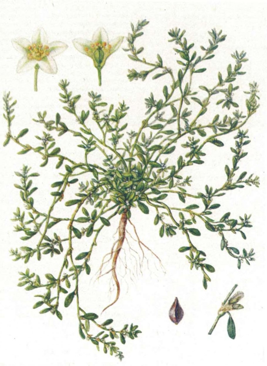 Спорыш (Горец птичий, трава-топтун)