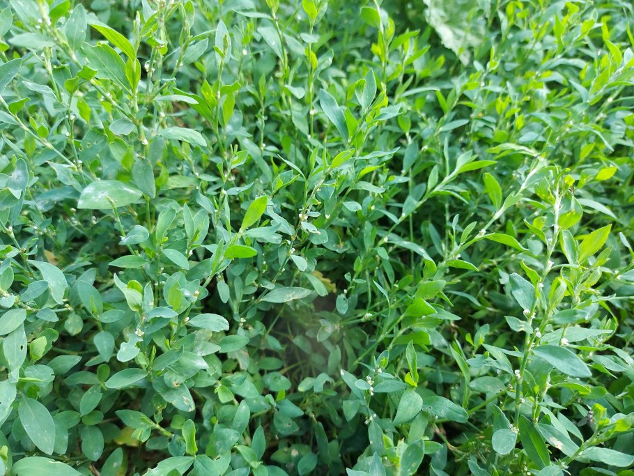 Горец птичий соцветие